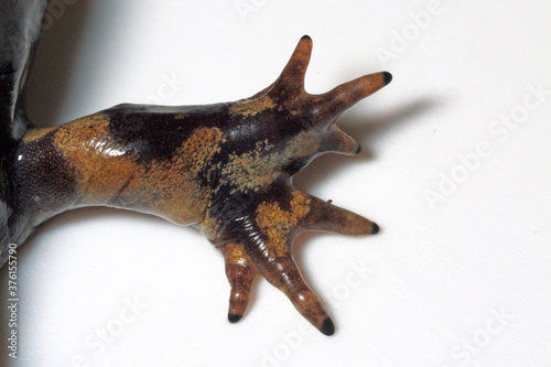 The front limb of an adult female Tiger Salamander (Ambystoma tigrinum) that has developed a deformity.  These types of limb deformity are often caused by parasitic trematode infection.  photo