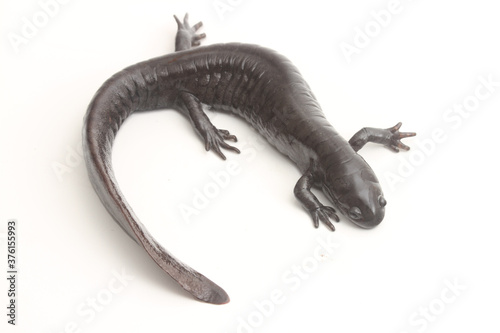 Looking down on an adult smallmouth salamander  Ambystoma texanum  on a white background. 