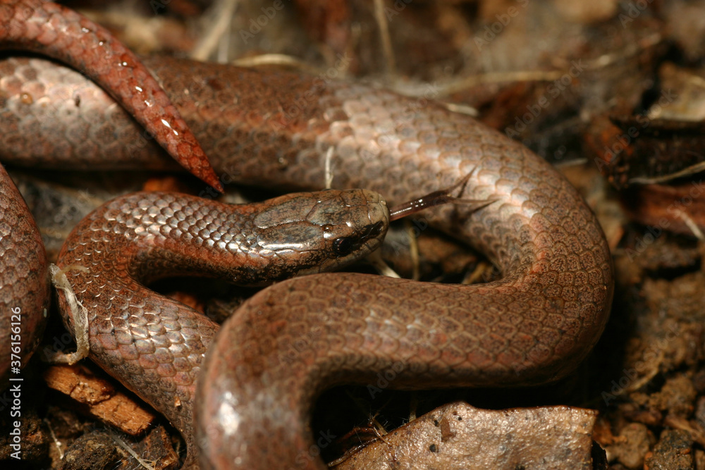 Obraz premium Close-up view of a Sharp-Tailed Snake (Contia tenuis) showing its eponymous sharp tail. It is sticking out its tongue to sense smells.