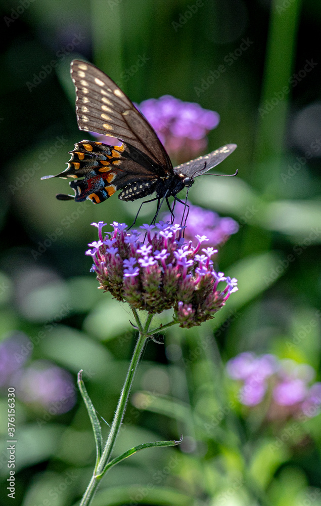 Macro of a Pipevine Swallowtail Butterfly on a Flower Macro of a Pipevine Swallowtail Butterfly on a Flower