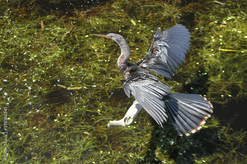 A large wading bird, called an Anhinga, perches over a lake while ...