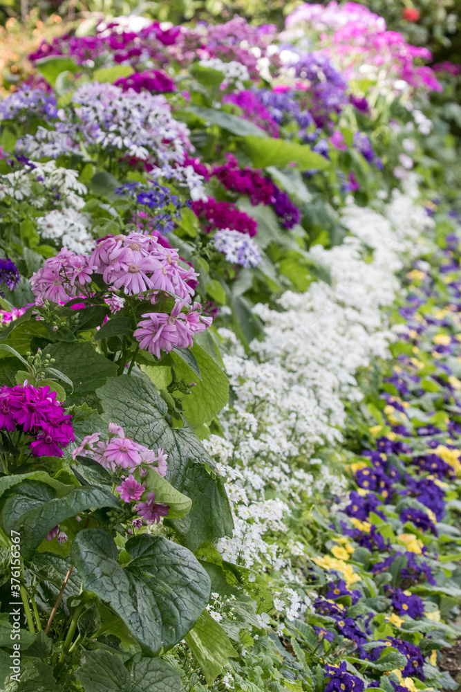 Obraz premium Colourful flowers in garden bed
