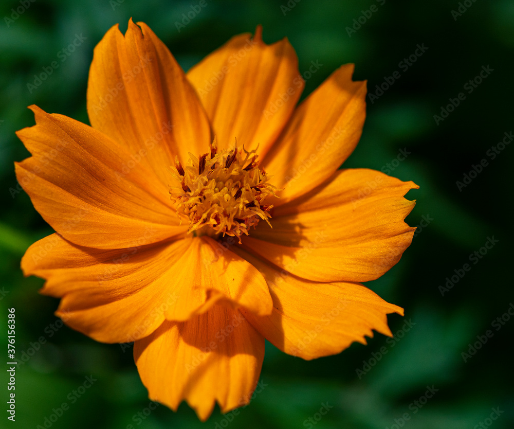 Brilliant Orange Cosmos Against a Dark Green Background Brilliant Orange Cosmos Against a Dark Green Background