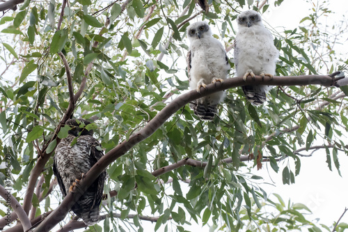 Fledgling and Adult Powerful Owls perched high in Eucalypt tree