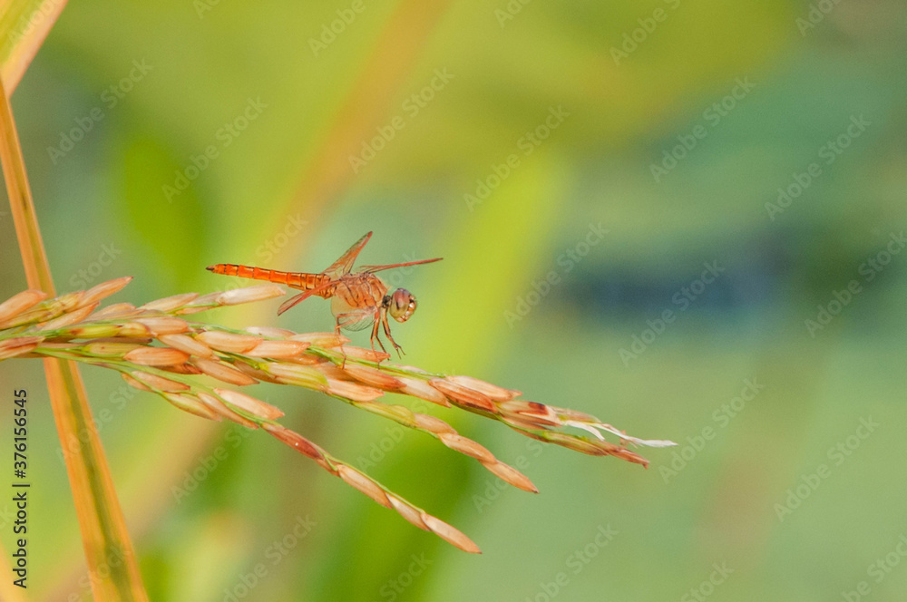 grasshopper on a leaf grasshopper on a leaf