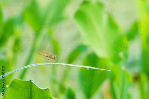 dragonfly on a green leaf