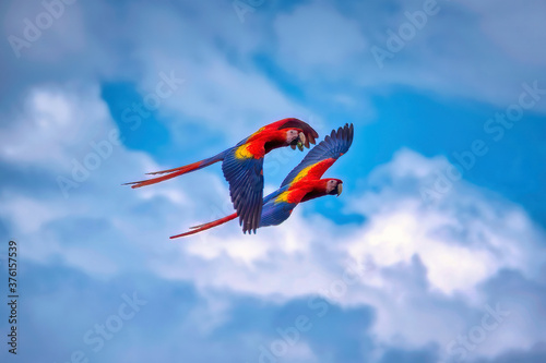 A pair of scarlet macaws flying in the Osa Peninsula, Costa Rica © Paul Atkinson