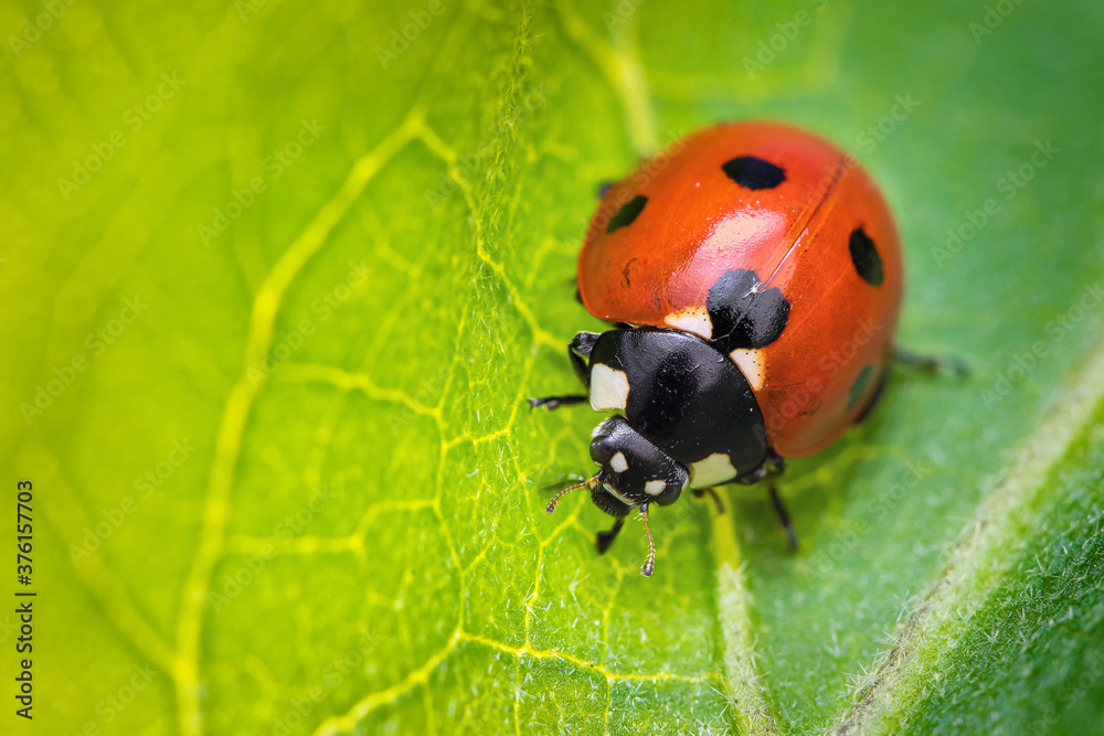 Ladybug