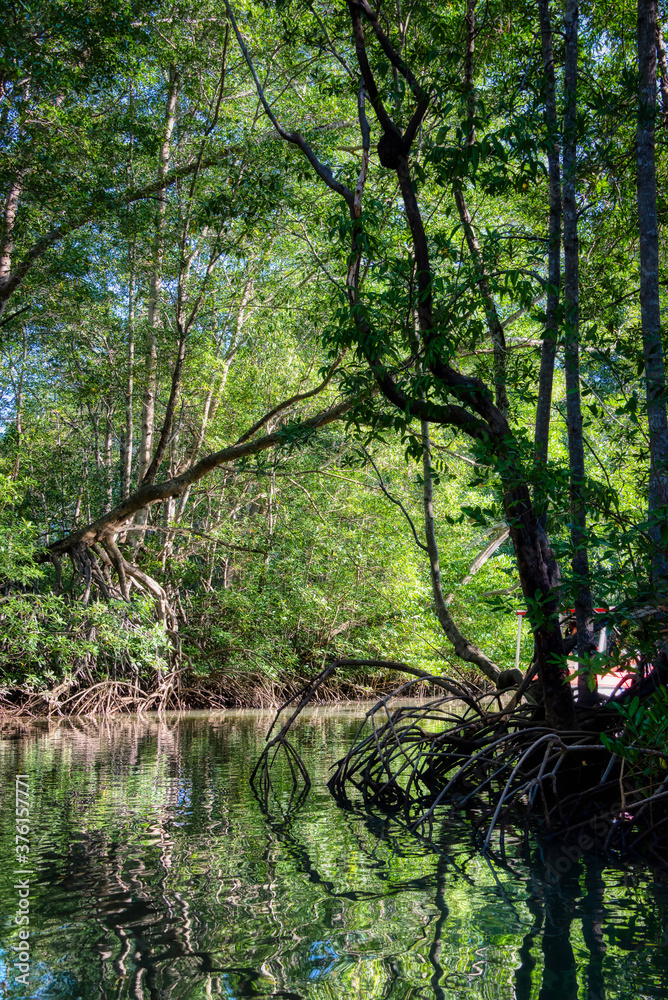 Tropical mangrove forests in Costa Rica