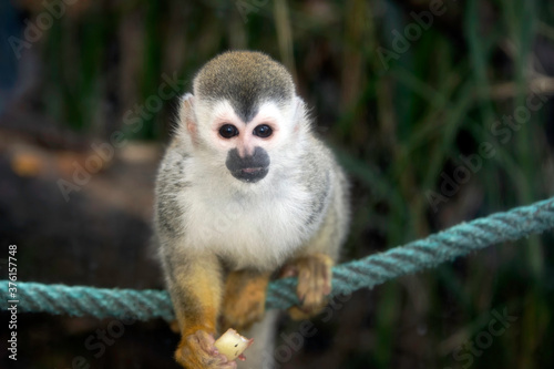 Central American Squirrel Monkey in a wildlife park in Costa Rica