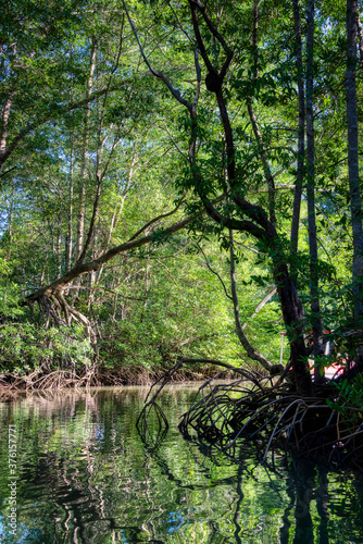 Tropical mangrove forests in Costa Rica © Paul Atkinson
