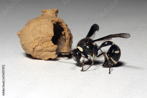 Potter Wasp (Eumenes sp.) next to the nest that it emerged from on a white background.  photo