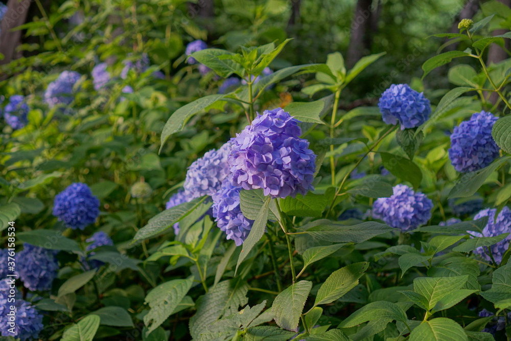 Hydrangea macrophylla (Azisai in japanese) on sunny day, Japan Hydrangea macrophylla (Azisai in japanese) on sunny day, Japan