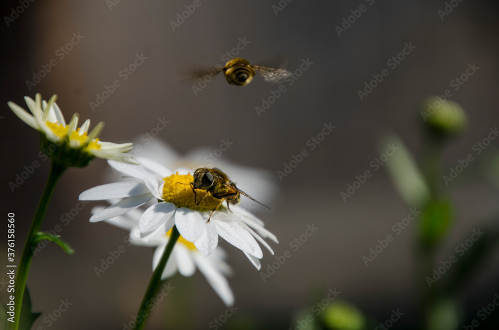 Fototapeta premium bee on a flower