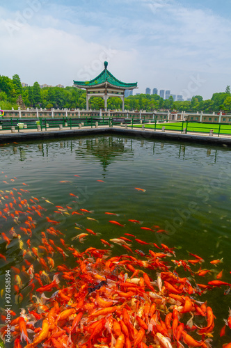 Summer scenery of Wuhan East Lake Scenic Spot photo