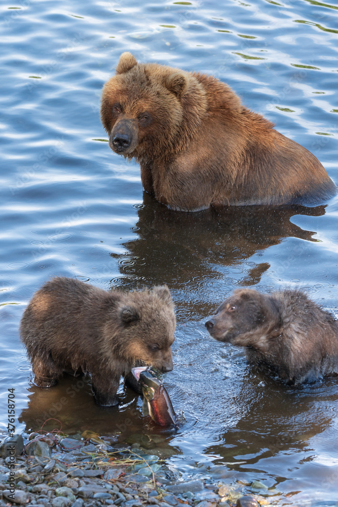 Wild Kamchatka brown she-bear with two bear cub catch red salmon fish and eat it while standing in water of river. Kamchatka Peninsula, Russian Far East, Eurasia Wild Kamchatka brown she-bear with two bear cub catch red salmon fish and eat it while standing in water of river. Kamchatka Peninsula, Russian Far East, Eurasia