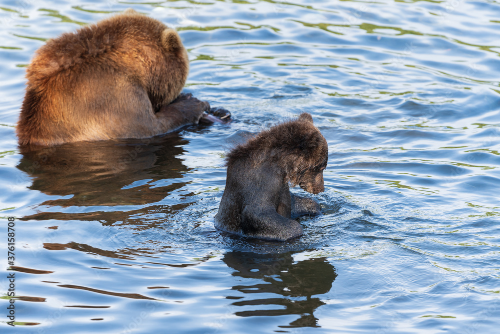 Brown bear cub with she-bear fishing red salmon fish in river during spawning. Wild predators in natural habitat. Kamchatka Peninsula, Russian Far East, Asia Brown bear cub with she-bear fishing red salmon fish in river during spawning. Wild predators in natural habitat. Kamchatka Peninsula, Russian Far East, Asia