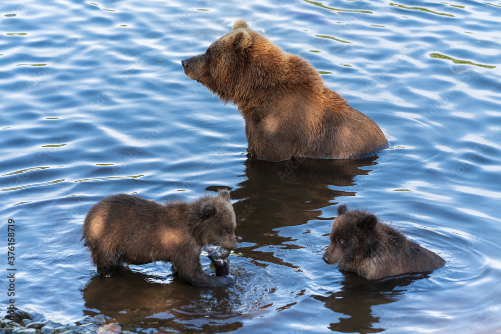 Wild Kamchatka brown she-bear with two cubs fishing red salmon fish in river during fish spawning. Hungry predators in natural habitat. Kamchatka Peninsula, Russian Far East, Eurasia Wild Kamchatka brown she-bear with two cubs fishing red salmon fish in river during fish spawning. Hungry predators in natural habitat. Kamchatka Peninsula, Russian Far East, Eurasia