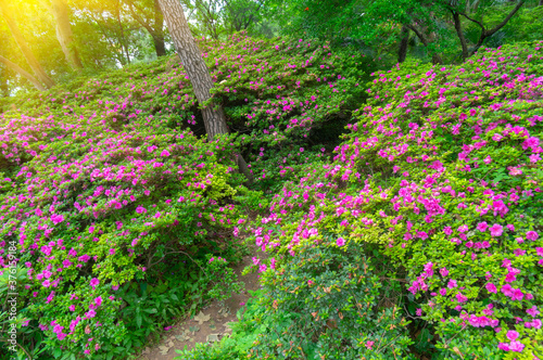 Fototapeta Naklejka Na Ścianę i Meble -  Spring scenery of Huanghelou Forest Park in Wuhan, Hubei