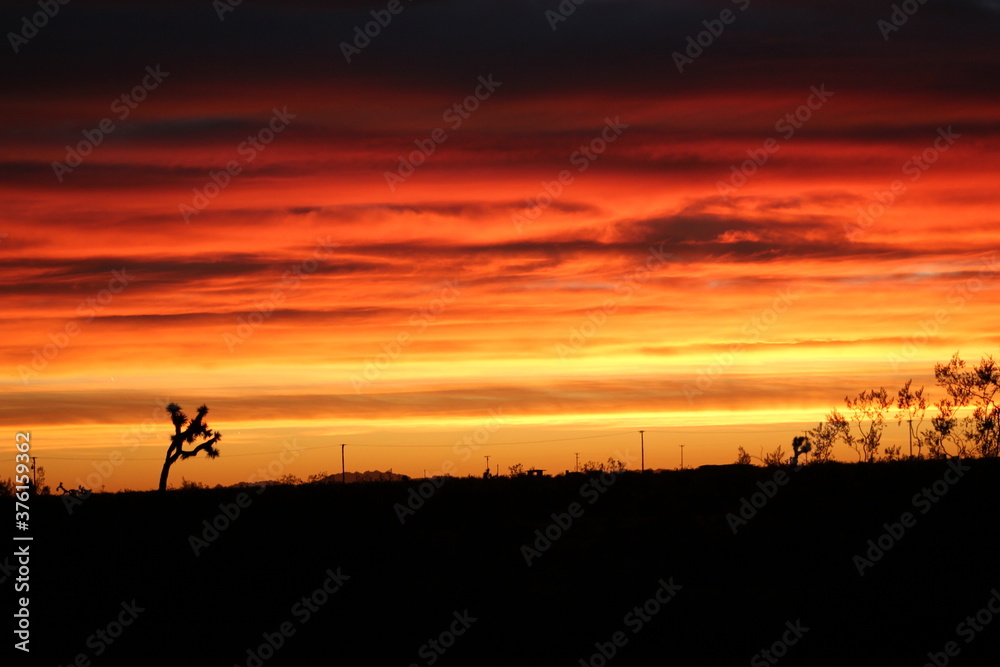 desert joshua tree silhouette of a sunset