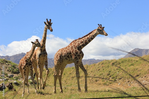 Photography giraffe family