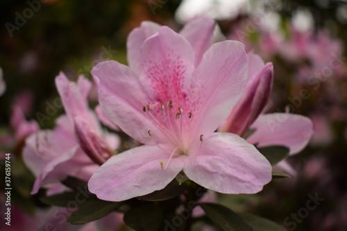 pink azalea rhododenron flower close up