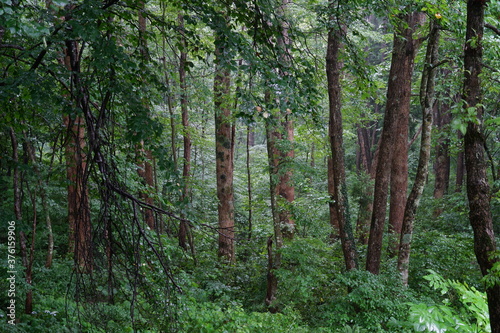 A beautiful natural forest in Japan