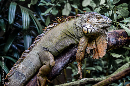 Iguana in tree