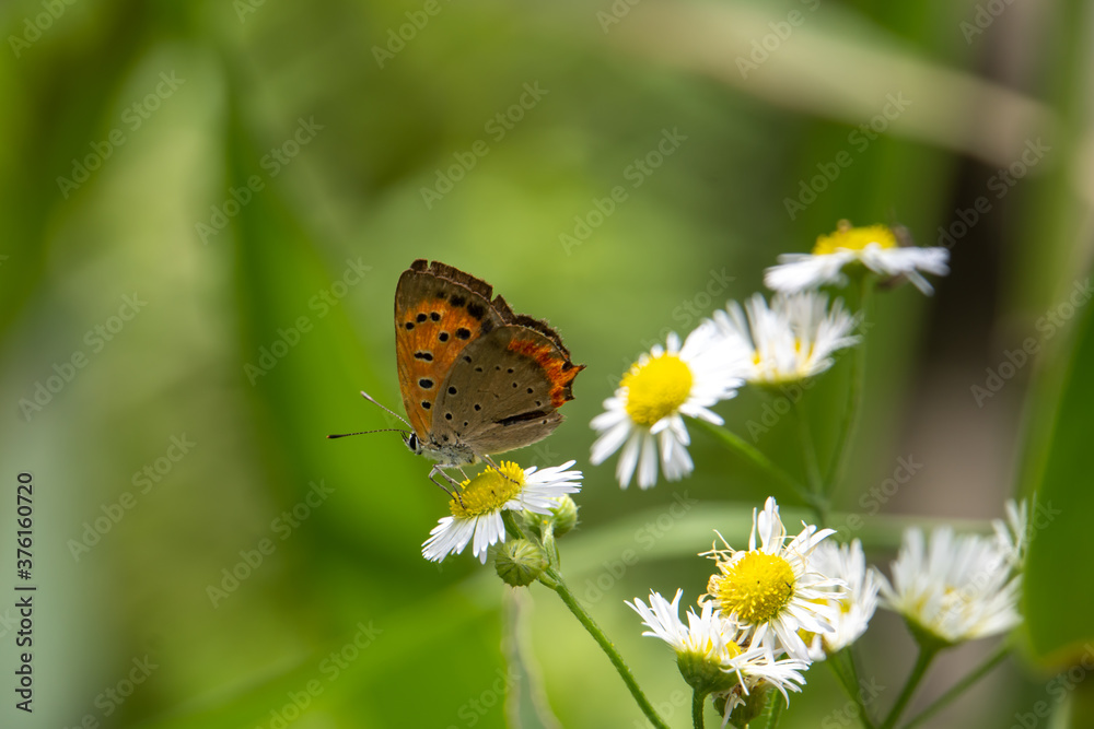 Euphonyx japonica (species of butterflyfish) on a flower Euphonyx japonica (species of butterflyfish) on a flower