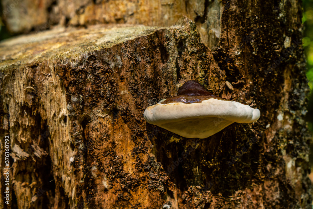mushroom on tree mushroom on tree