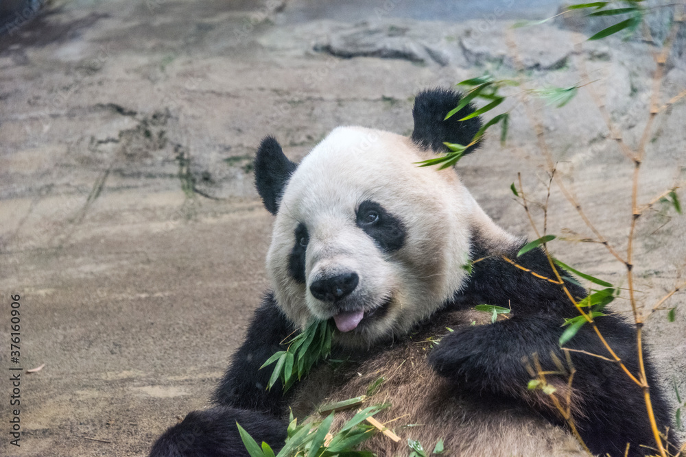 Fototapeta premium Panda series: giant panda bear eating bamboo leaves