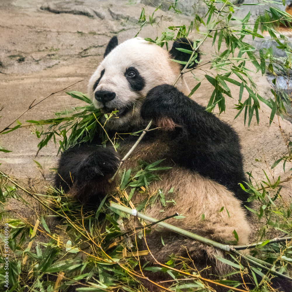 Fototapeta premium Panda series: giant panda lying down eating bamboo