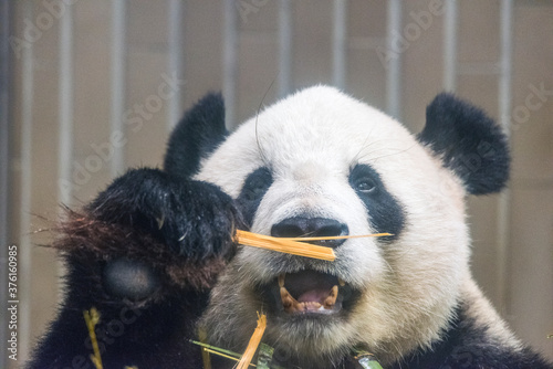 Panda series: panda close-up