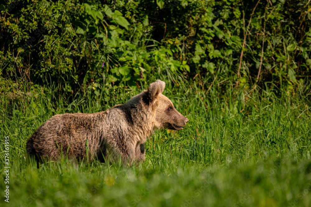 Brown Bear (Ursus arctos) in the forest. Carpathian Mountains, Bieszczady. Poland. Brown Bear (Ursus arctos) in the forest. Carpathian Mountains, Bieszczady. Poland.