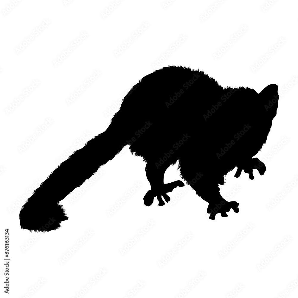 Grey Mouse Lemur (Microcebus Murinus) Silhouette Found In Madagascar Island Grey Mouse Lemur (Microcebus Murinus) Silhouette Found In Madagascar Island