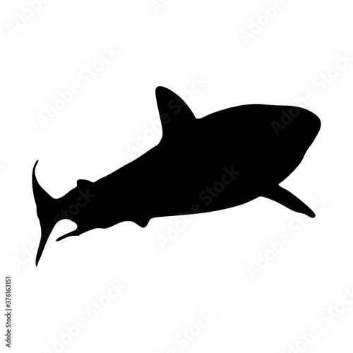Grey Reef Shark  Carcharhinus Amblyrhynchos  Swimming Undersea On a Front View Silhouette Found In Map Of Indian And Pacific Oceans