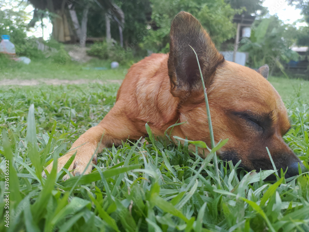 A happy brown chihuahua dog lying on the grass. A happy brown chihuahua dog lying on the grass.