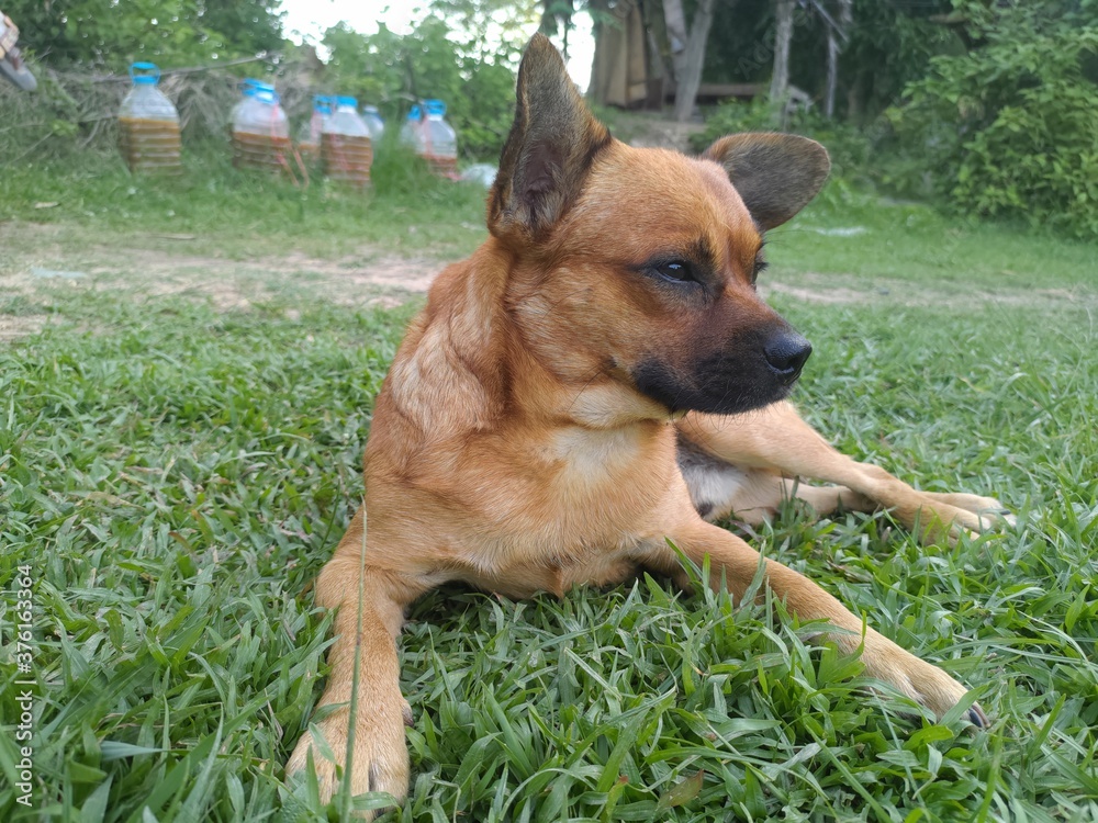 happy brown chihuahua dog sitting on grass
