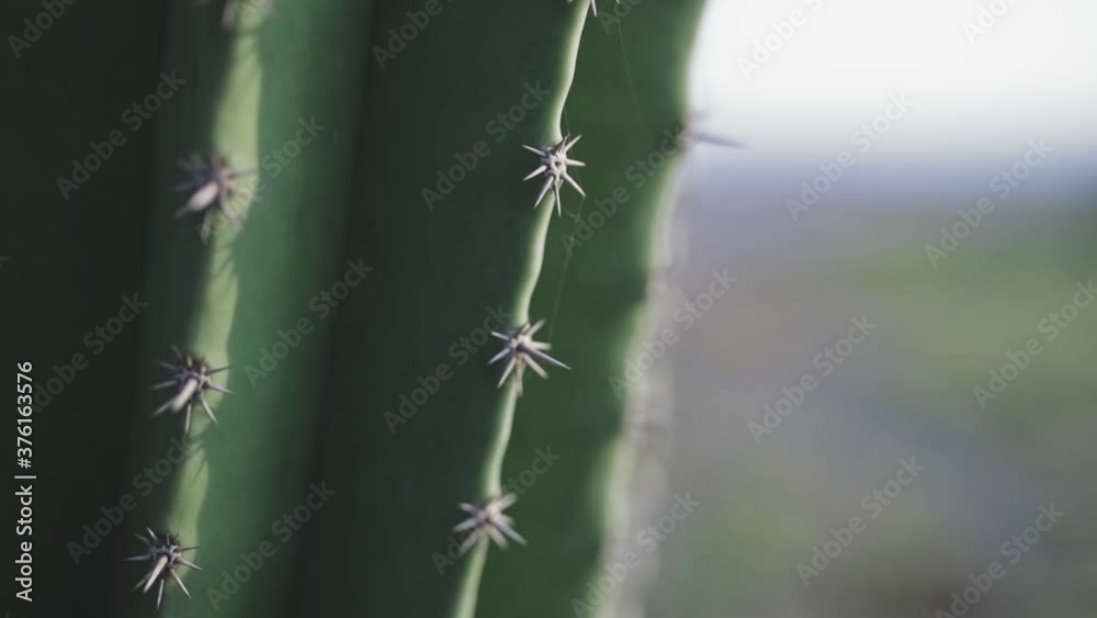 Beautiful cactus plant thorns with spider web attached, macro closeup Beautiful cactus plant thorns with spider web attached, macro closeup