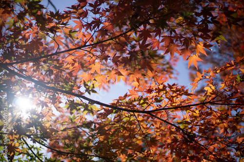 red maple leaves