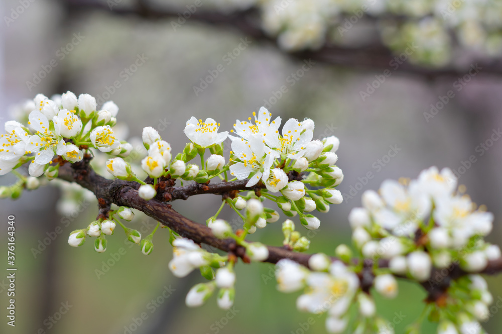 Spring scenery of Hubei Daye Zhaoshan Forest Park Spring scenery of Hubei Daye Zhaoshan Forest Park