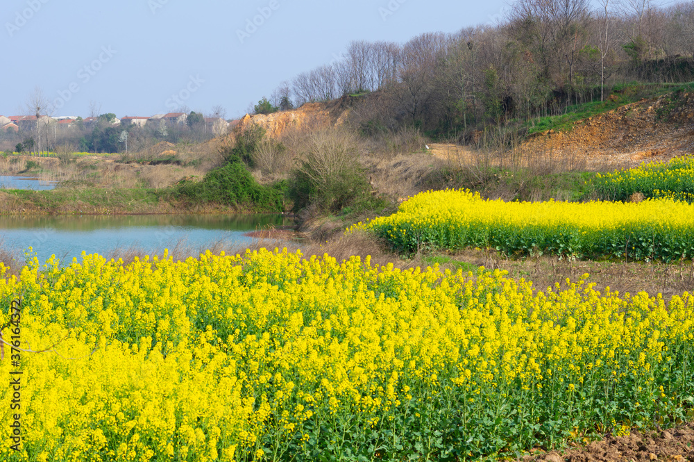Spring scenery of Hubei Daye Zhaoshan Forest Park