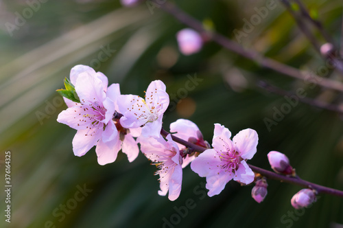 Spring scenery of Hubei Daye Zhaoshan Forest Park photo