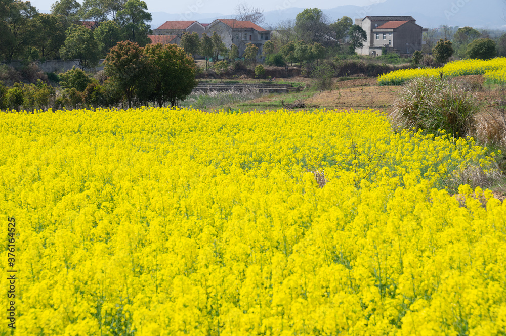 Spring scenery of Hubei Daye Zhaoshan Forest Park Spring scenery of Hubei Daye Zhaoshan Forest Park