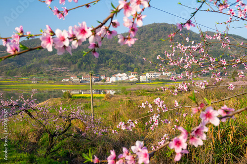 Spring scenery of Hubei Daye Zhaoshan Forest Park photo