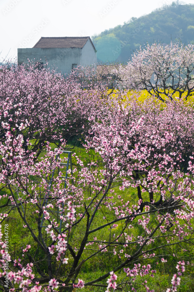 Obraz premium Spring scenery of Hubei Daye Zhaoshan Forest Park