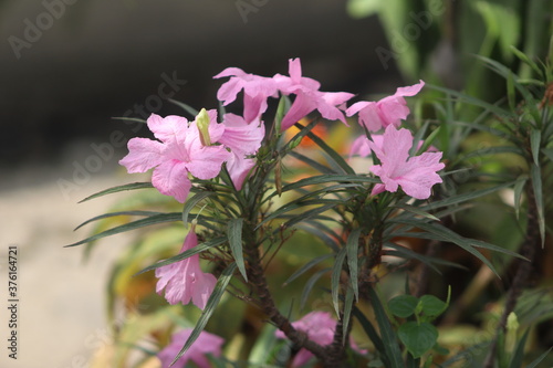 Fototapeta Naklejka Na Ścianę i Meble -  pink ruellia tuberosa flower in Garden
