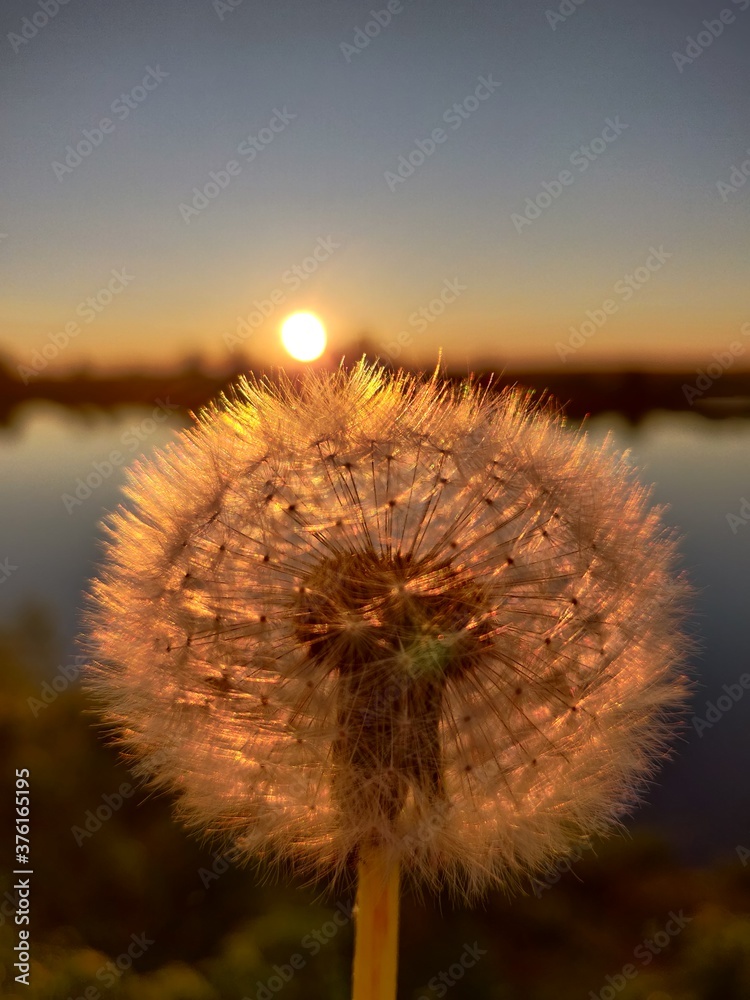 dandelion on sunset