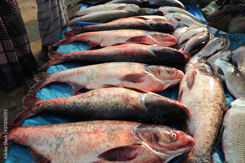 Display of some fresh carp fishes kept for retail sale at an Asian shop photo