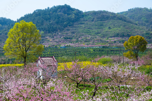 Spring scenery of Hubei Daye Zhaoshan Forest Park photo